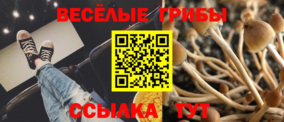 Псилоцибиновые грибы Psilocybine cubensis  Вход с VPN  Энгельс  Псилоцибиновые грибы прущие грибы 